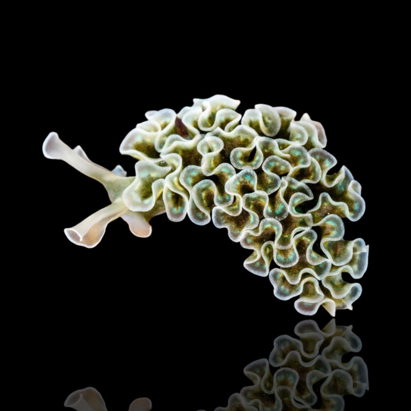Elysia Crispata