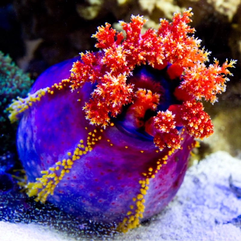 Pseudocolochirus Violaceus of de zeeappel kopen? Coralandfishstore.nl Pseudocolochirus Violaceus of de zeeappel kopen? Coralandfishstore.nl