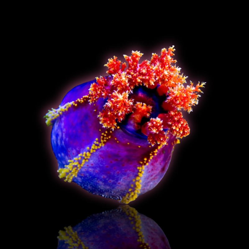Pseudocolochirus Violaceus Pseudocolochirus Violaceus