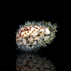 Cypraea sp. bestellen ? l Coralandfishstore.nl