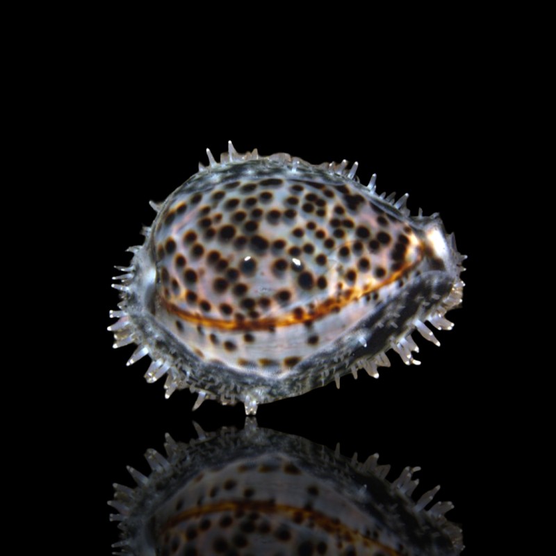Cypraea sp. bestellen ? l Coralandfishstore.nl Cypraea sp. bestellen ? l Coralandfishstore.nl