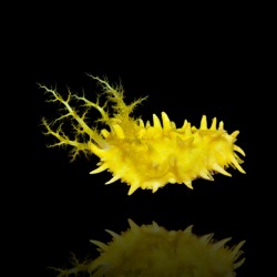 Colochirus Robustus kopen? | Coralandfishstore.nl