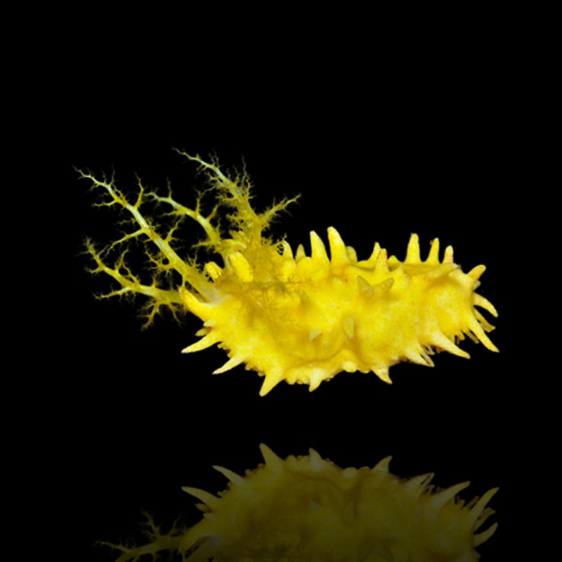 Möchten Sie Colochirus Robustus kaufen? | Coralandfishstore.nl Möchten Sie Colochirus Robustus kaufen? | Coralandfishstore.nl