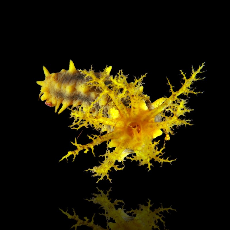 Möchten Sie Colochirus Robustus kaufen? | Coralandfishstore.nl Möchten Sie Colochirus Robustus kaufen? | Coralandfishstore.nl