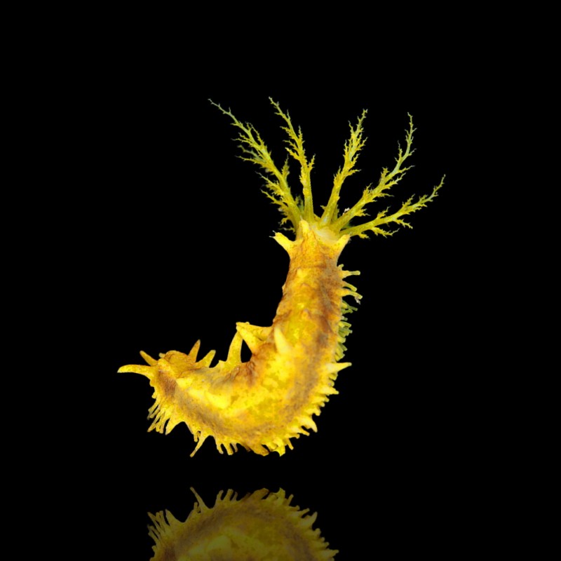 Möchten Sie Colochirus Robustus kaufen? | Coralandfishstore.nl Möchten Sie Colochirus Robustus kaufen? | Coralandfishstore.nl