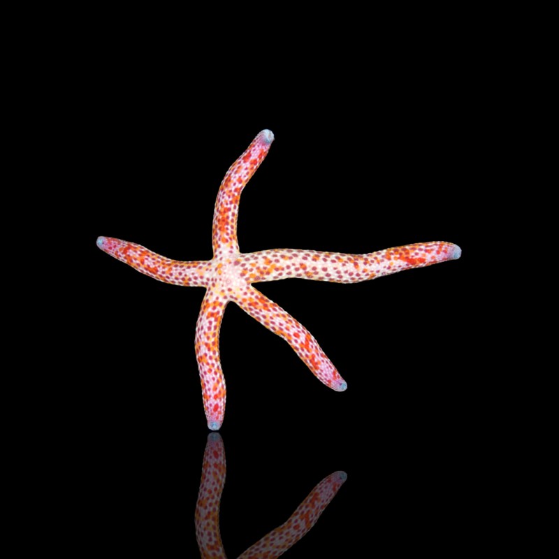 Linckia Multiflora| Coralandfishstore.nl Linckia Multiflora| Coralandfishstore.nl