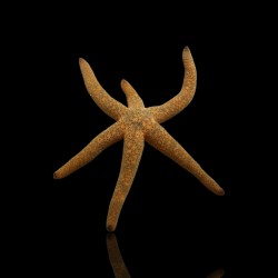 Echinaster Luzonicus - Rode Zeester kopen?