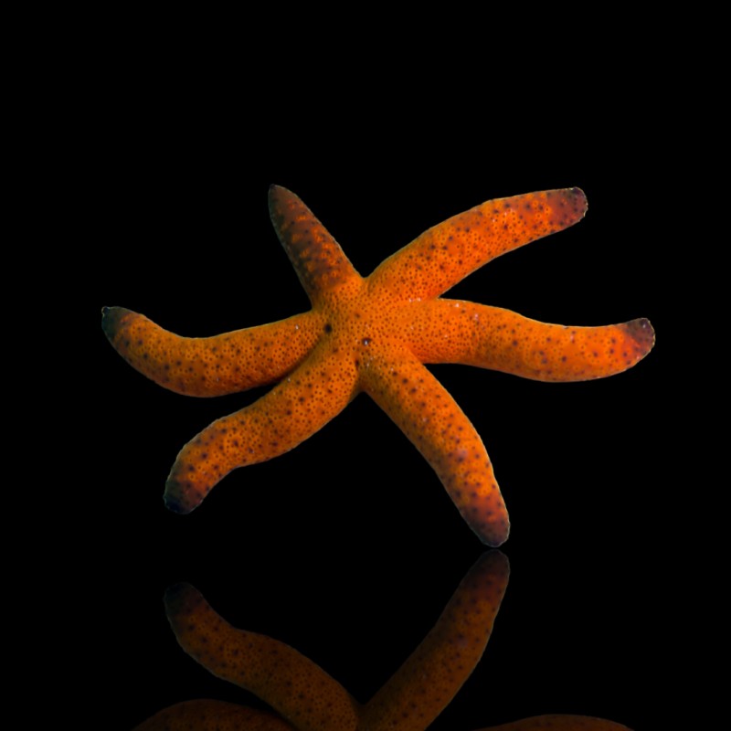 Echinaster Luzonicus - Rode Zeester kopen? Echinaster Luzonicus - Rode Zeester kopen?