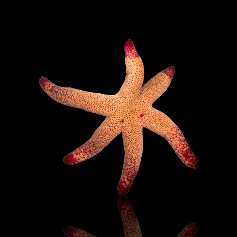 Möchten Sie Echinaster Luzonicus – Roter Seestern kaufen? Möchten Sie Echinaster Luzonicus – Roter Seestern kaufen?