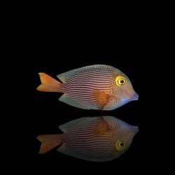 Ctenochaetus Strigosus| Coralandfishstore.nl Ctenochaetus Strigosus| Coralandfishstore.nl