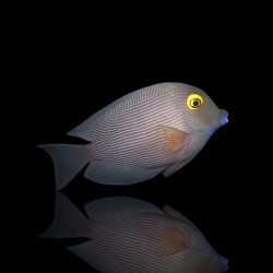 Ctenochaetus Strigosus| Coralandfishstore.nl Ctenochaetus Strigosus| Coralandfishstore.nl