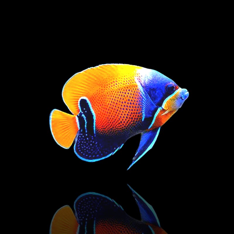 Pomacanthus Navarchus| Coralandfishstore.nl Pomacanthus Navarchus| Coralandfishstore.nl