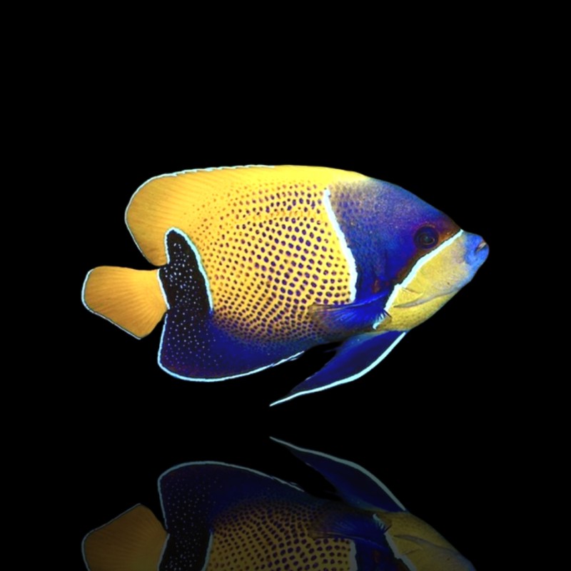 Pomacanthus Navarchus| Coralandfishstore.nl Pomacanthus Navarchus| Coralandfishstore.nl