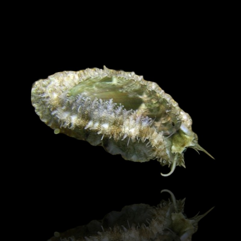 Haliotis Asinina