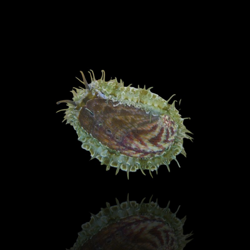 Haliotis Asinina kopen? | Coralandfishstore.nl Haliotis Asinina kopen? | Coralandfishstore.nl