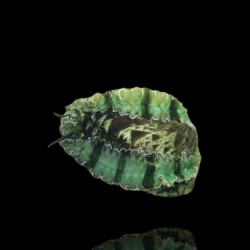 Haliotis Asinina kopen? | Coralandfishstore.nl