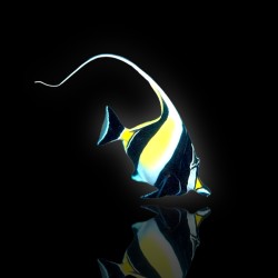 Zanclus Cornutus (XL) kopen?  |  Coralandfishstore.nl