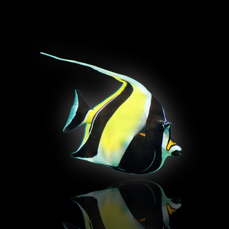 Zanclus Cornutus (XL) kopen? | Coralandfishstore.nl Zanclus Cornutus (XL) kopen? | Coralandfishstore.nl