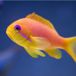 Pseudanthias Squamipinnis | Coralandfishstore.nl