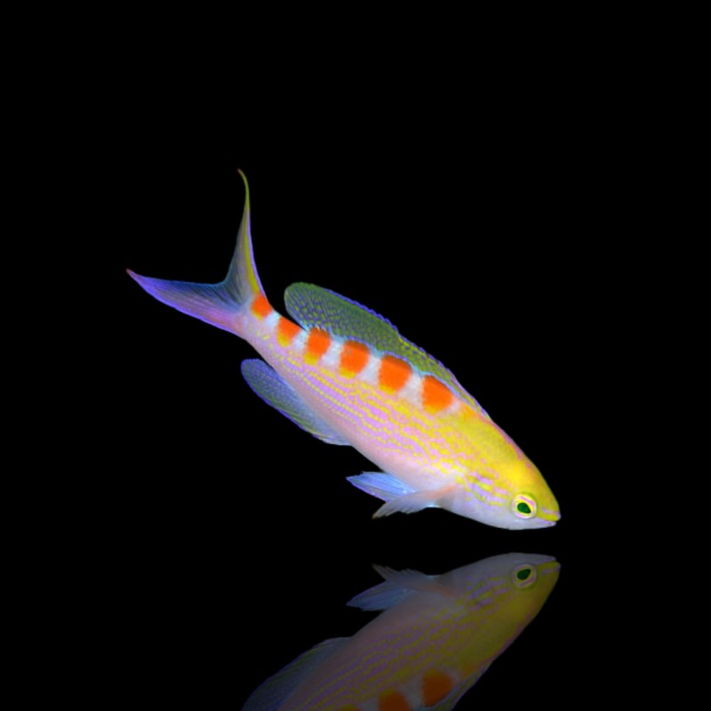 Pseudanthias Flavoguttatus Pseudanthias Flavoguttatus