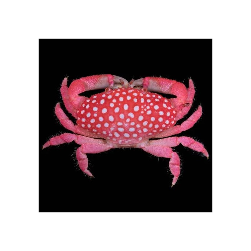 Neoliomera pubescens (Strawberry crab)