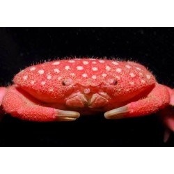 Neoliomera pubescens (Strawberry crab) kopen? Coralandfishstore.nl