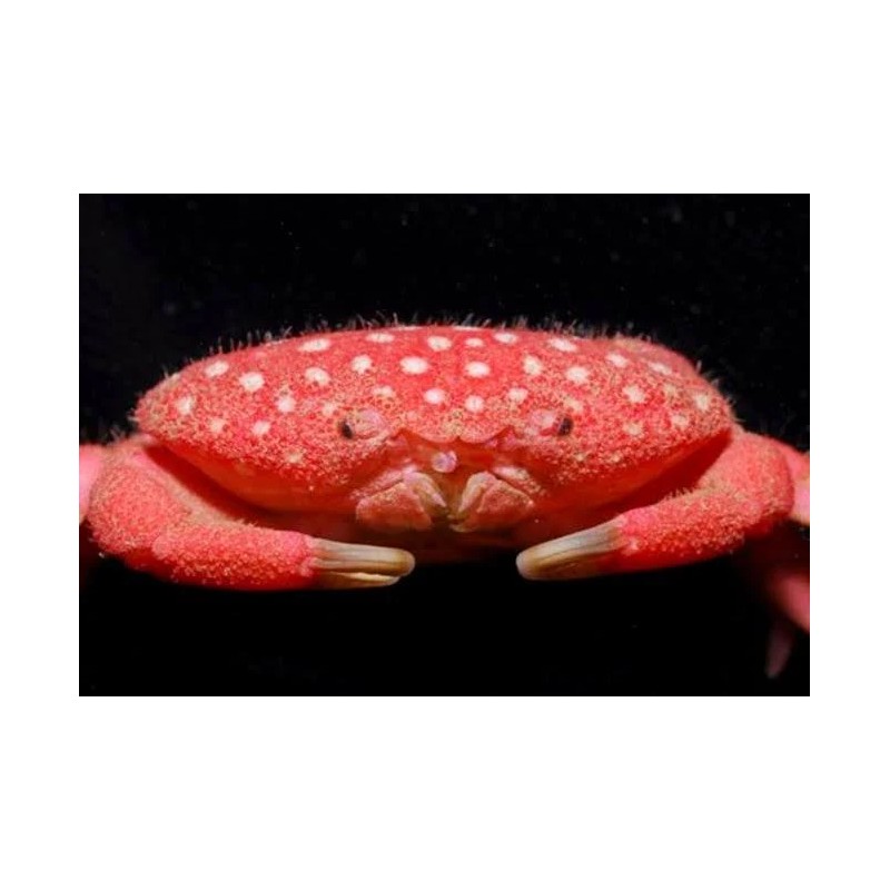 Neoliomera pubescens (Strawberry crab) Neoliomera pubescens (Strawberry crab)