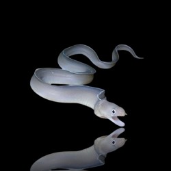 Pseudechidna Brummeri