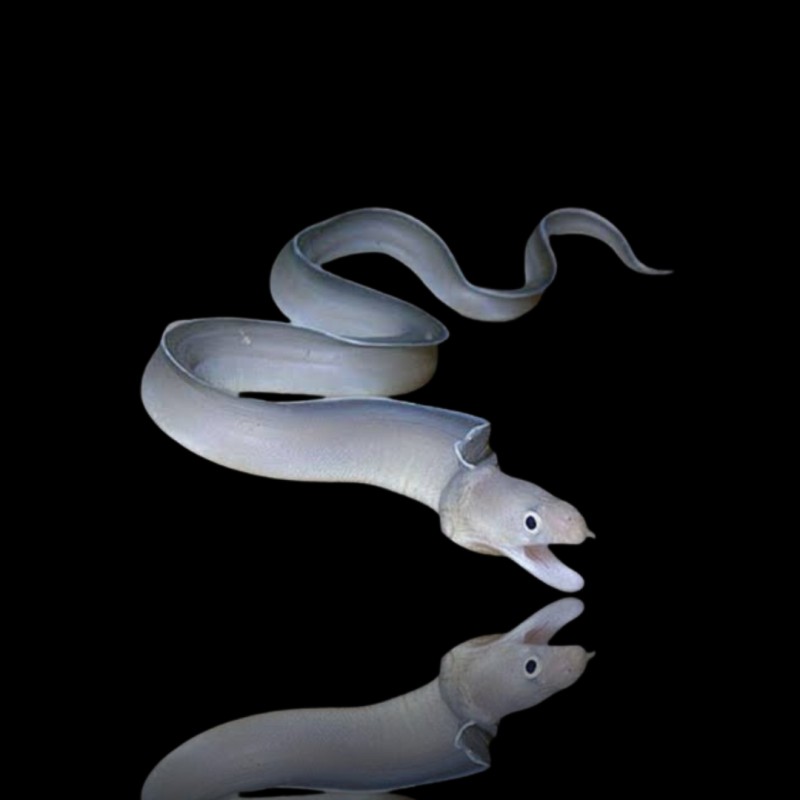 Pseudechidna Brummeri Pseudechidna Brummeri