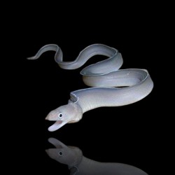 Pseudechidna Brummeri | Coralandfishstore.nl Pseudechidna Brummeri | Coralandfishstore.nl