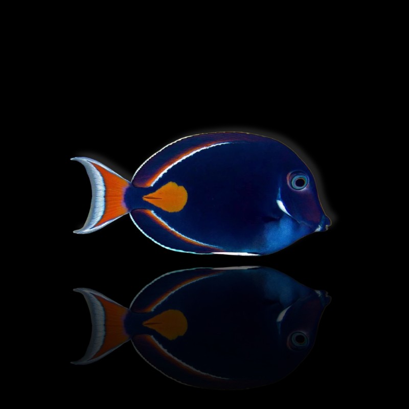 Acanthurus Achilles kaufen?| Coralandfishstore.nl Acanthurus Achilles kaufen?| Coralandfishstore.nl