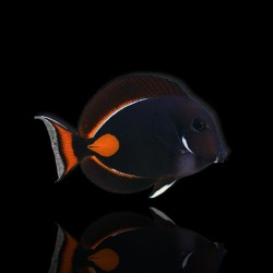 Acanthurus Achilles kopen ?| Coralandfishstore.nl
