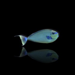 Naso Vlamingii,Vlamings doktersvis Naso Vlamingii,Vlamings doktersvis