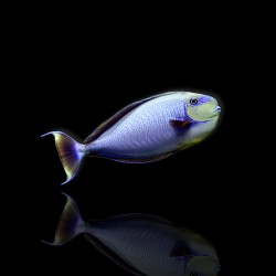 Naso Vlamingii,Vlamings doktersvis Naso Vlamingii,Vlamings doktersvis