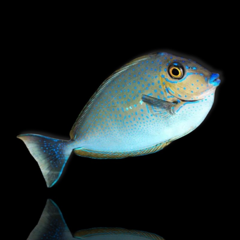 Naso Vlamingii