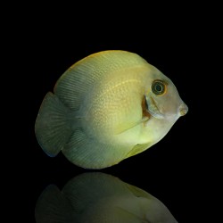 Acanthurus Chronixis