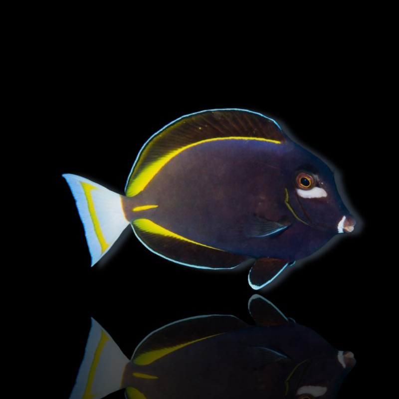 Acanthurus nigricans glaucopareius – Samt-Doktorfisch Acanthurus nigricans glaucopareius – Samt-Doktorfisch