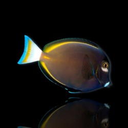 acanthurus nigricans glaucopareius - Fluwelen doktersvis