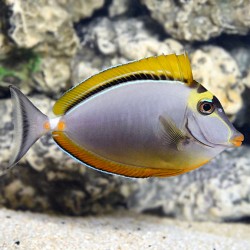 Naso Elegans| Coralandfishstore.nl Naso Elegans| Coralandfishstore.nl