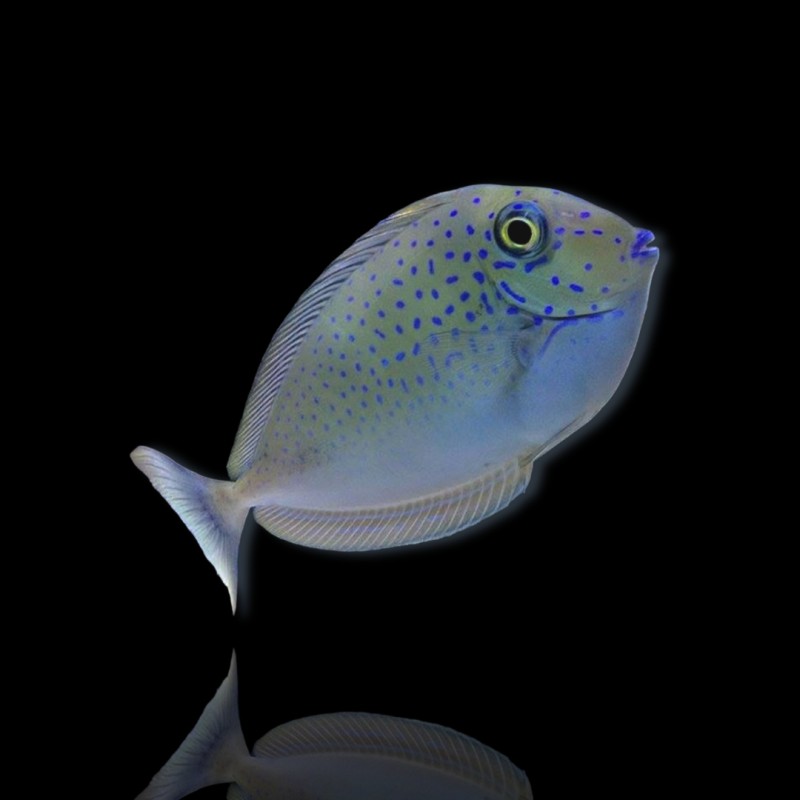 Naso Lopezi| Coralandfishstore.nl Naso Lopezi| Coralandfishstore.nl