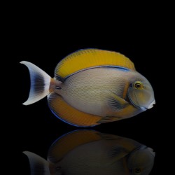 Acanthurus Bariene