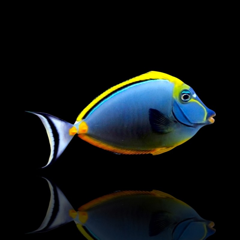 Naso Elegans Naso Elegans