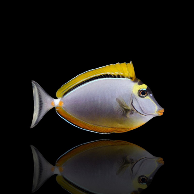 Naso Elegans koekop kopen? | Coralandfishstore.nl Naso Elegans koekop kopen? | Coralandfishstore.nl