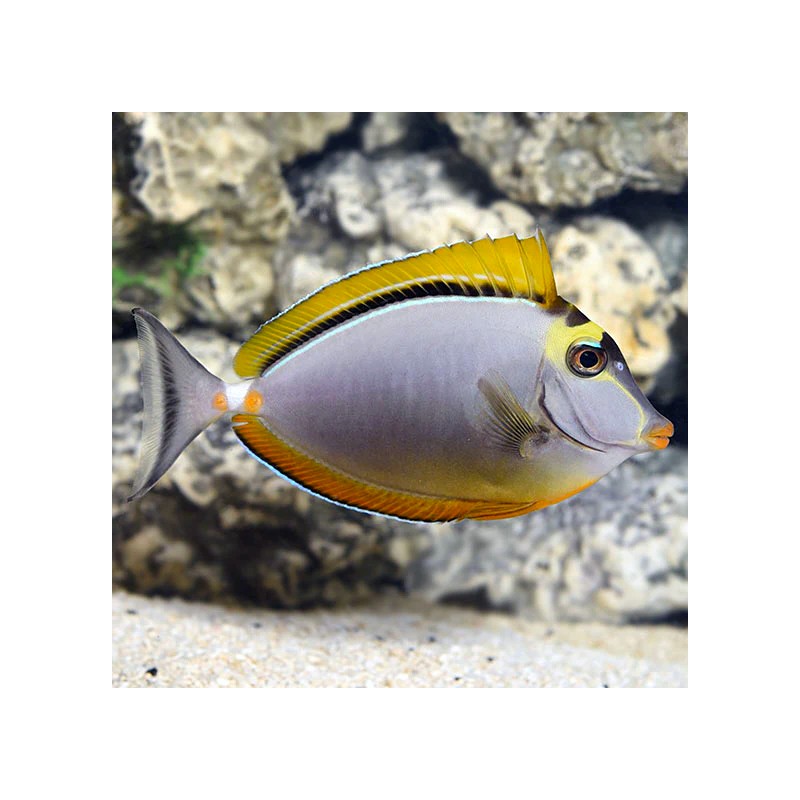 Naso Elegans koekop kopen? | Coralandfishstore.nl Naso Elegans koekop kopen? | Coralandfishstore.nl