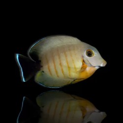 Acanthurus Tristis Acanthurus Tristis