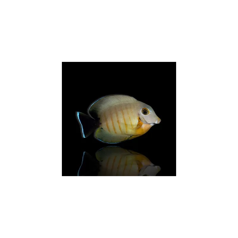 Acanthurus Tristis – Nachahmer des Eibli-Arzts Acanthurus Tristis – Nachahmer des Eibli-Arzts