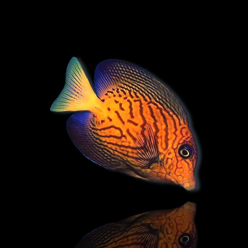 Ctenochaetus Hawaiiensis Ctenochaetus Hawaiiensis