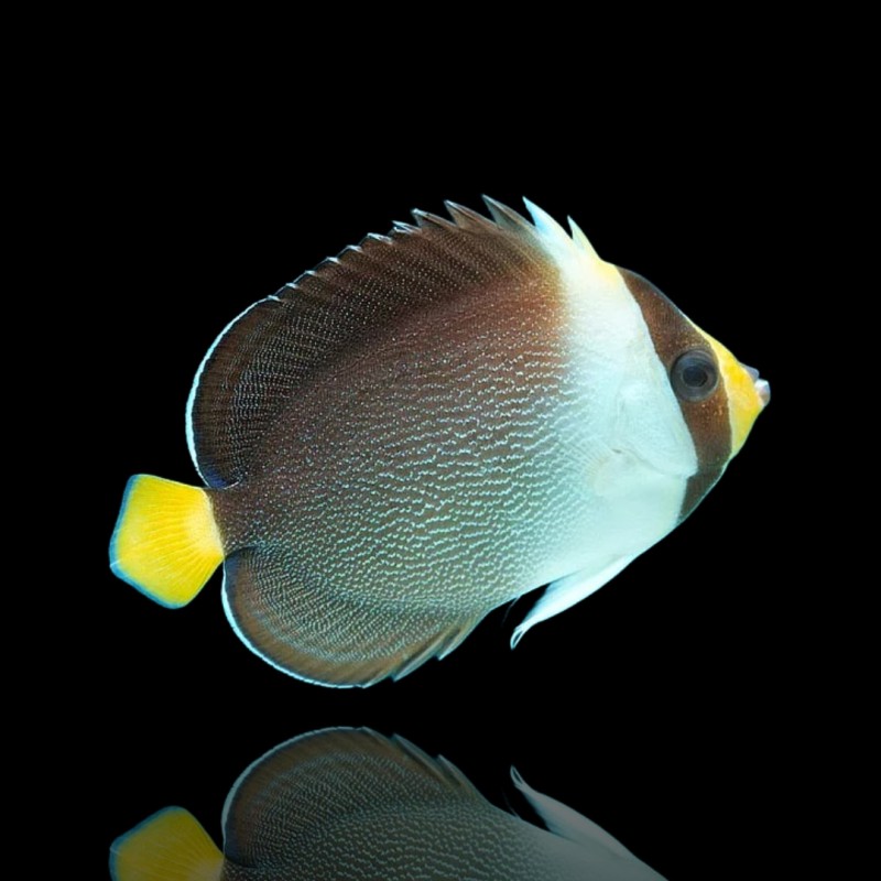 Chaetodontoplus Mesoleucus (S)