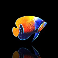 Pomacanthus Navarchus kopen? | Coralandfishstore.nl