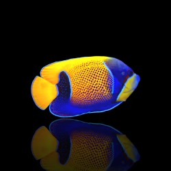 Pomacanthus Navarchus kopen? | Coralandfishstore.nl